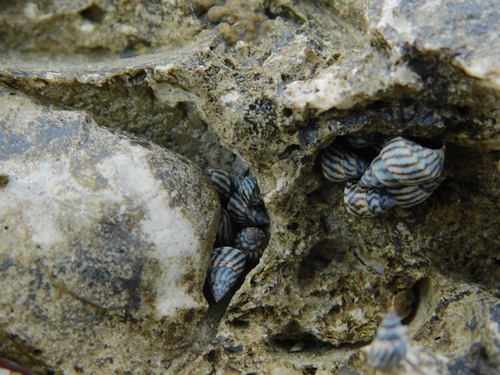 Echinolittorina angustior