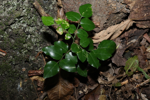Murraya lucida (Murraya lucida)