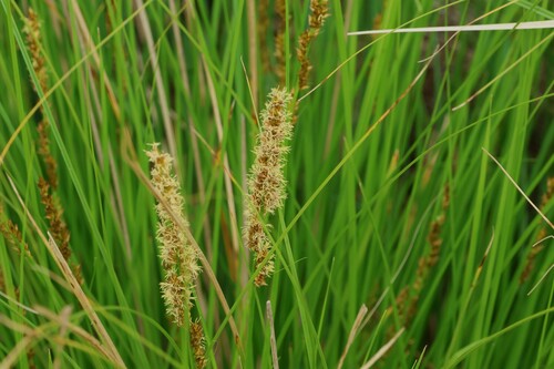 Carex appressa (Carex appressa)