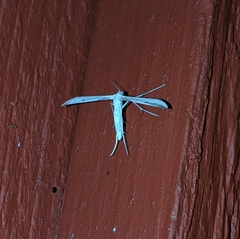 Hellinsia homodactylus