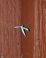 Hellinsia homodactylus