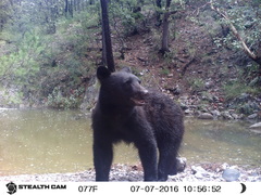 Ursus americanus machetes