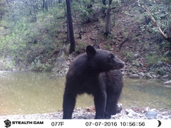 Ursus americanus machetes