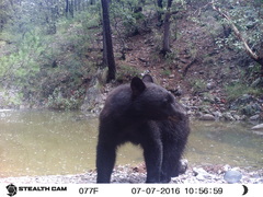 Ursus americanus machetes