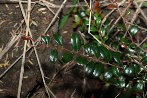 Image of Diospyros humilis by (c) Greg Tasney, some rights reserved (CC BY-SA)