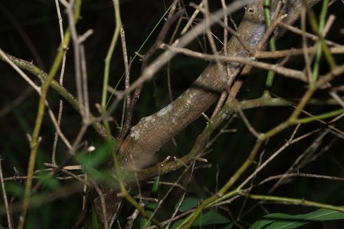Image of Apophyllum anomalum by (c) Greg Tasney, some rights reserved (CC BY-SA)