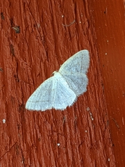 Protitame subalbaria