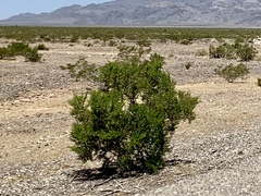 Larrea tridentata