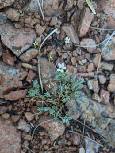 peanut stitchwort (Sabulina rosei)