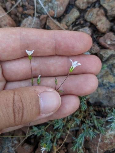 Image of Sabulina rosei by (c) Kayla Sweeten, some rights reserved (CC BY)