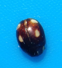 Hyperaspis quadrioculata