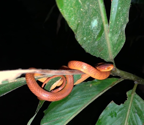 Photo of a Pareas geminatus (Pareas geminatus)