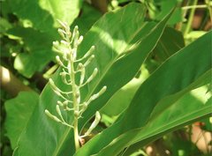 Alpinia galanga