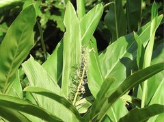 Alpinia galanga