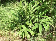 Alpinia galanga