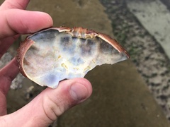 Cycloxanthops novemdentatus