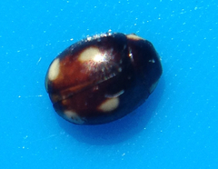 Hyperaspis quadrioculata