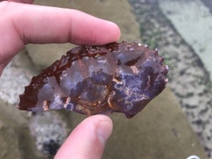 Cycloxanthops novemdentatus