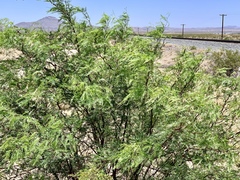 Prosopis glandulosa torreyana