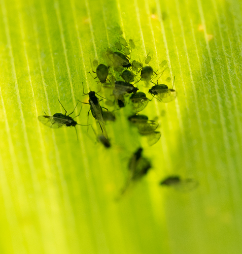 iNaturalist observation photo of Aphids