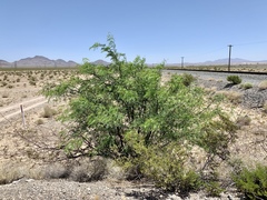 Prosopis glandulosa torreyana