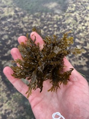 Dictyopteris undulata