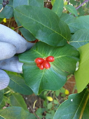 Lonicera dioica