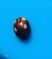 Hyperaspis quadrioculata