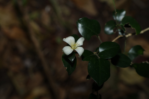 Murraya lucida (Murraya lucida)