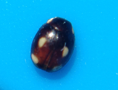 Hyperaspis quadrioculata