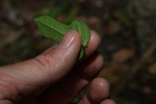 Image of Parsonsia leichhardtii by (c) Greg Tasney, some rights reserved (CC BY-SA)