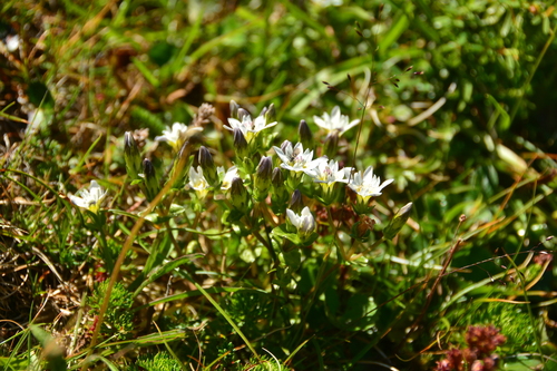 Image of Gentiana douglasiana by no rights reserved