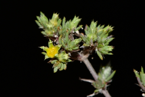 Rio Grande nailwort (Paronychia congesta)