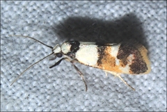 Crepidosceles glycydora