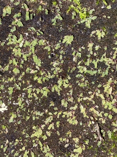 Image of Luminous Moss (Schistostega pennata) by (c) Daniel Kennedy, some rights reserved (CC BY)
