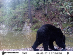 Ursus americanus machetes