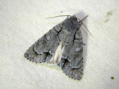 Acronicta radcliffei