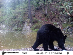 Ursus americanus machetes