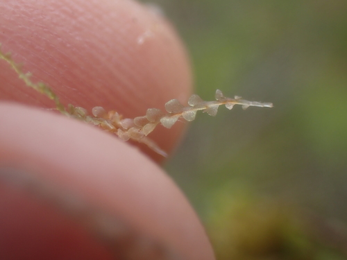 Image of Calypogeia sphagnicola by no rights reserved