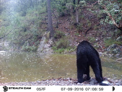 Ursus americanus machetes