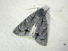 Acronicta radcliffei