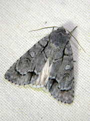 Acronicta radcliffei