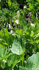 Erythronium montanum