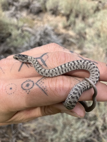 iNaturalist observation photo of Wandering Garter Snake