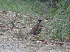 Colinus nigrogularis