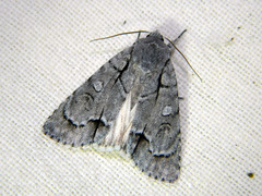 Acronicta radcliffei