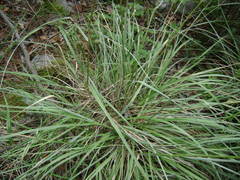 Festuca valdesii