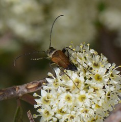 Anastrangalia sanguinea