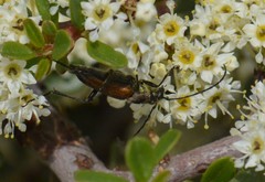 Anastrangalia sanguinea
