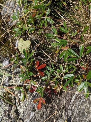 Sibbaldia tridentata, photograph 2